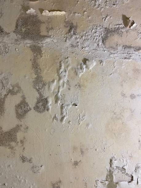 Best Office Mold Removal Services  in Lewisburg, PA